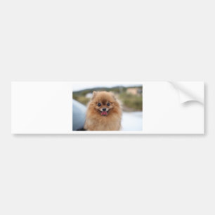 Portrait Pomeranian Dog Bumper Sticker
