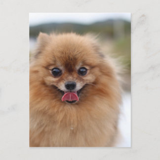 Portrait Pomeranian Dog Postcard