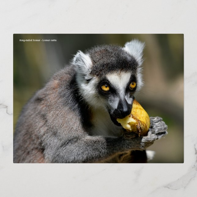 Portrait ring-tailed lemur eating a banana foil holiday postcard (Front)