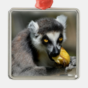 Portrait ring-tailed lemur eating a banana metal ornament