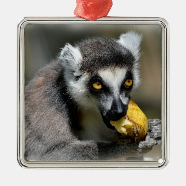 Portrait ring-tailed lemur eating a banana metal ornament (Front)