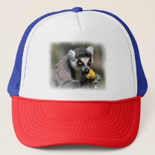 Portrait ring-tailed lemur eating a banana trucker hat