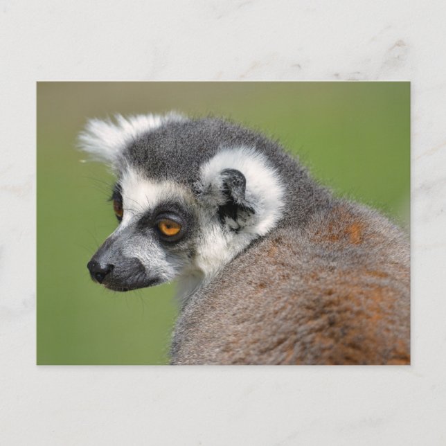 Portrait ring-tailed lemur postcard (Front)