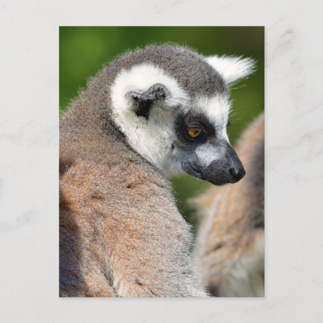 Portrait ring-tailed lemurs postcard (Front)
