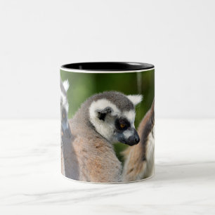 Portrait ring-tailed lemurs Two-Tone coffee mug