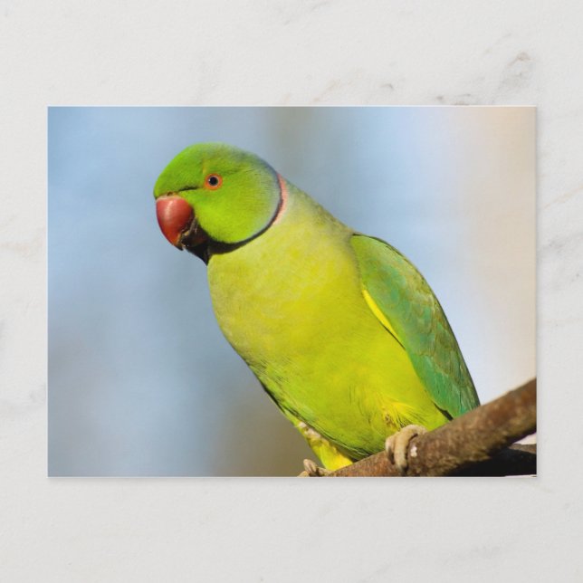 Portrait Rose-ringed Parakeet Postcard (Front)