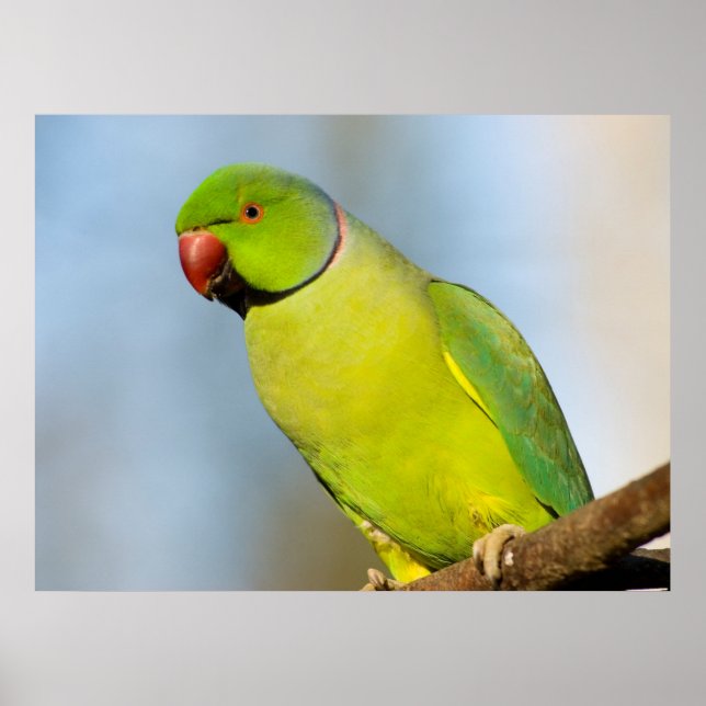 Portrait Rose-ringed Parakeet Poster (Front)