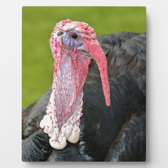 Portrait turkey plaque (Front)