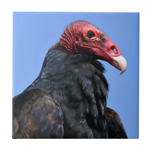 Portrait Turkey vulture Ceramic Tile (Front)
