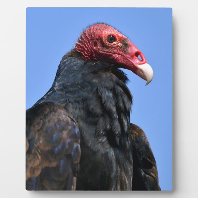 Portrait Turkey vulture Plaque (Front)