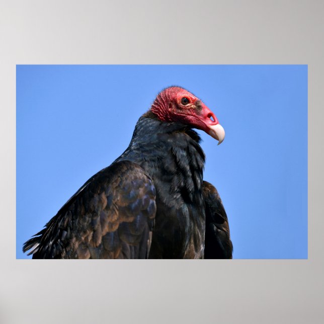 Portrait Turkey vulture Poster (Front)
