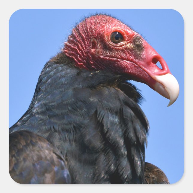 Portrait Turkey vulture Square Sticker (Front)
