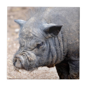 Portrait Vietnamese potbellied pig Tile