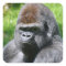 Portrait western lowland gorilla