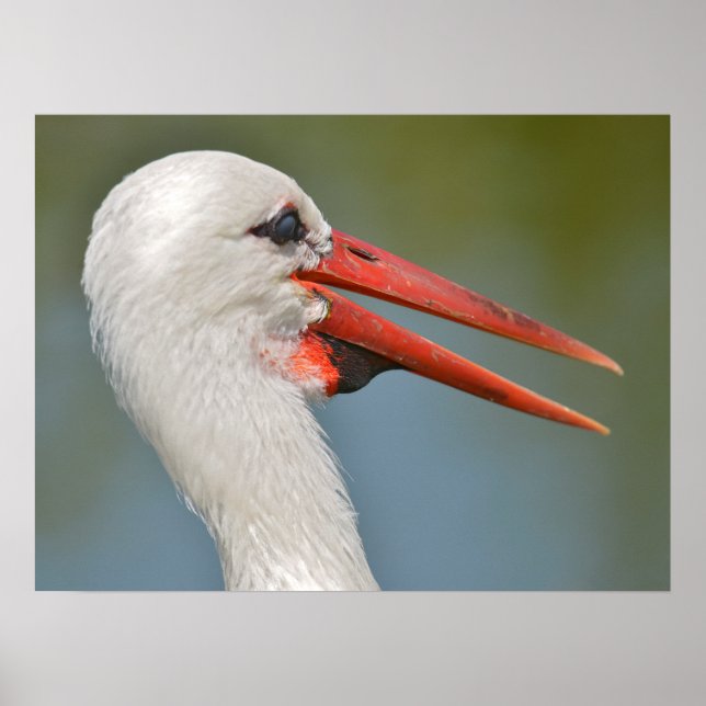 Portrait white storks the open beak poster (Front)