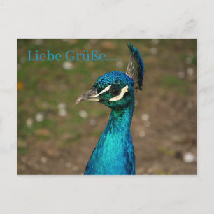 Porträt des blauen Pfau `s Postcard
