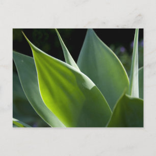 Portugal, Madeira Island, Funchal. Botanical Postcard