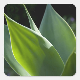 Portugal, Madeira Island, Funchal. Botanical Square Sticker