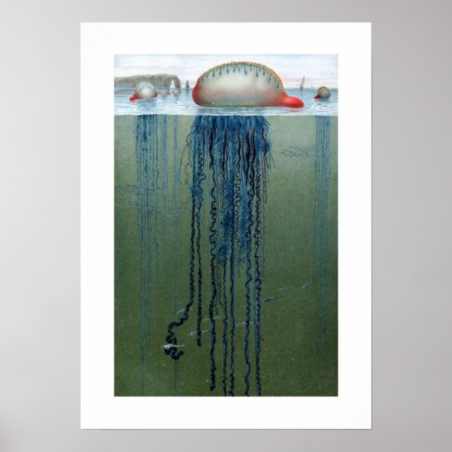 Portugese Man-o-war Poster (Front)