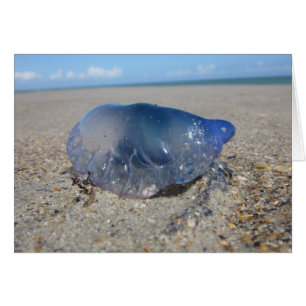 Portuguese Man o’ War II