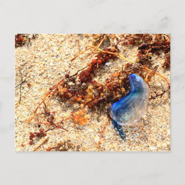 Portuguese Man of War #2 Postcard (Front)