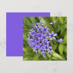 Portuguese Squill Flowers Closeup Nature Photo Card