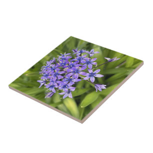 Portuguese Squill Flowers Closeup Nature Photo Ceramic Tile