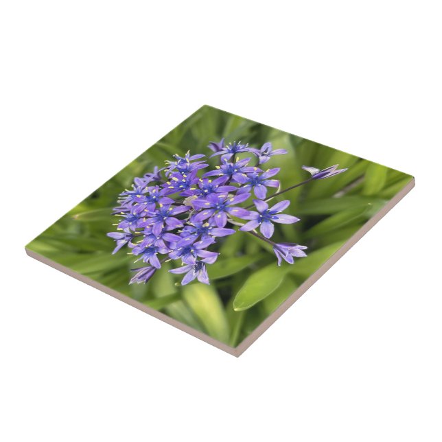 Portuguese Squill Flowers Closeup Nature Photo Ceramic Tile (Side)