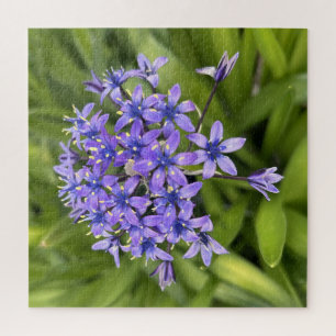 Portuguese Squill Flowers Closeup Nature Photo Jigsaw Puzzle