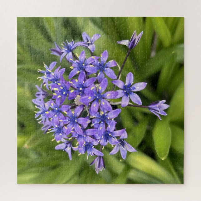 Portuguese Squill Flowers Closeup Nature Photo  Jigsaw Puzzle (Vertical)