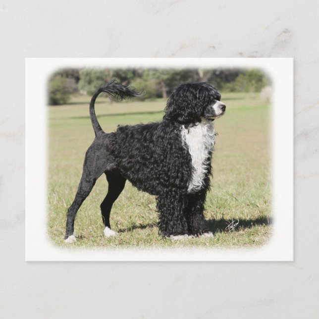 Portuguese Water Dog 9Y510D-145 Postcard (Front)