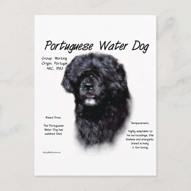 Portuguese Water Dog History Design Postcard (Front)