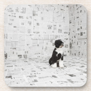 Portuguese Water Dog in room covered in Coaster