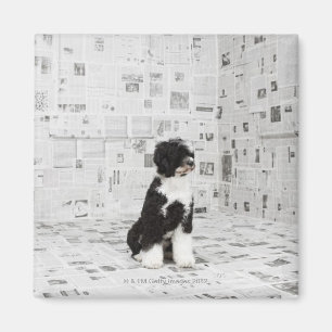 Portuguese Water Dog in room covered in Magnet