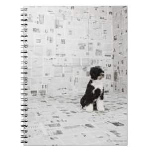 Portuguese Water Dog in room covered in Notebook