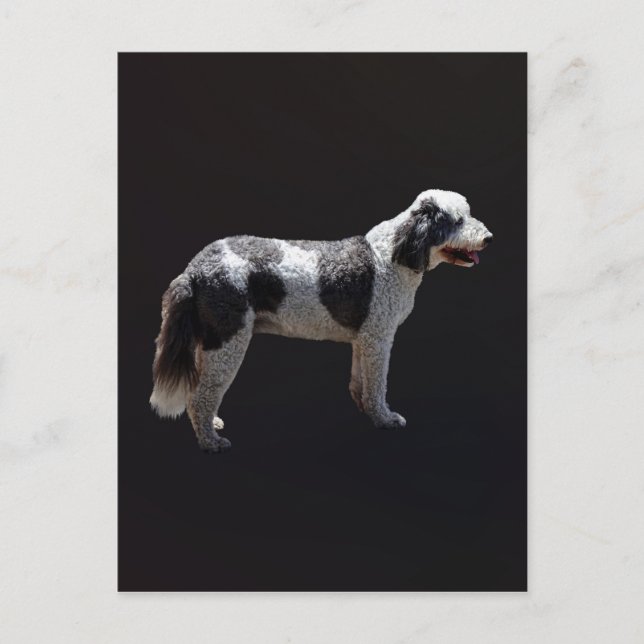 Portuguese Water Dog Postcard (Front)