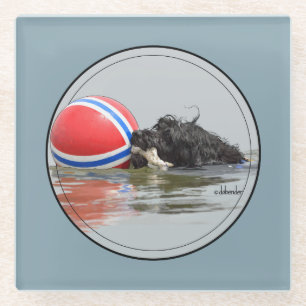 Portuguese Water Dog with Buoy Ball Glass Coaster