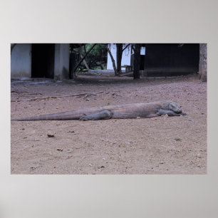 Posing Dragon Poster