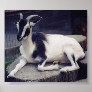 Posing Goat Poster