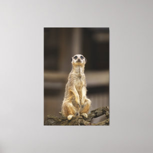 Posing Meerkat Canvas Print