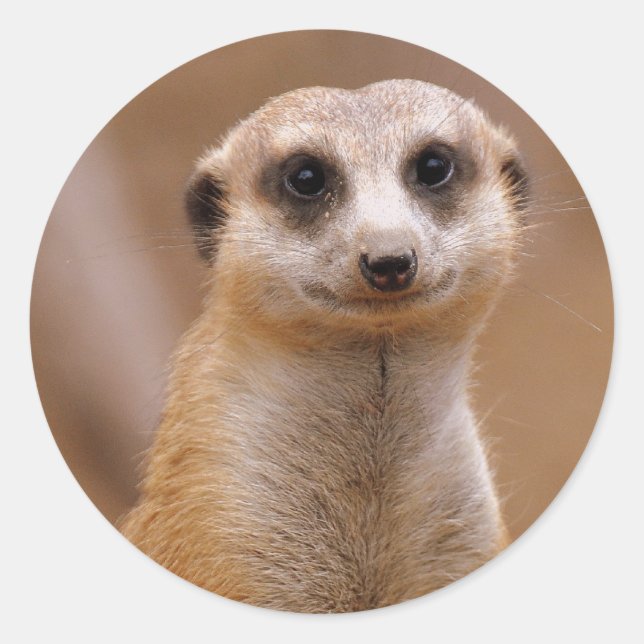 Posing Meerkat Classic Round Sticker (Front)
