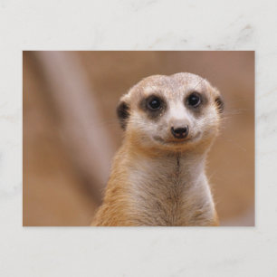 Posing Meerkat Postcard