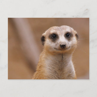 Posing Meerkat Postcard