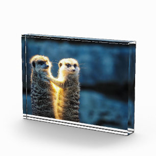 Posing meerkats photo block