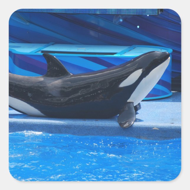 Posing Orca Stickers (Front)