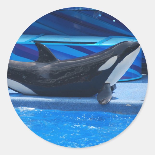 Posing Orca Stickers (Front)