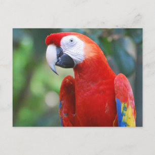 Posing Parrot Postcard