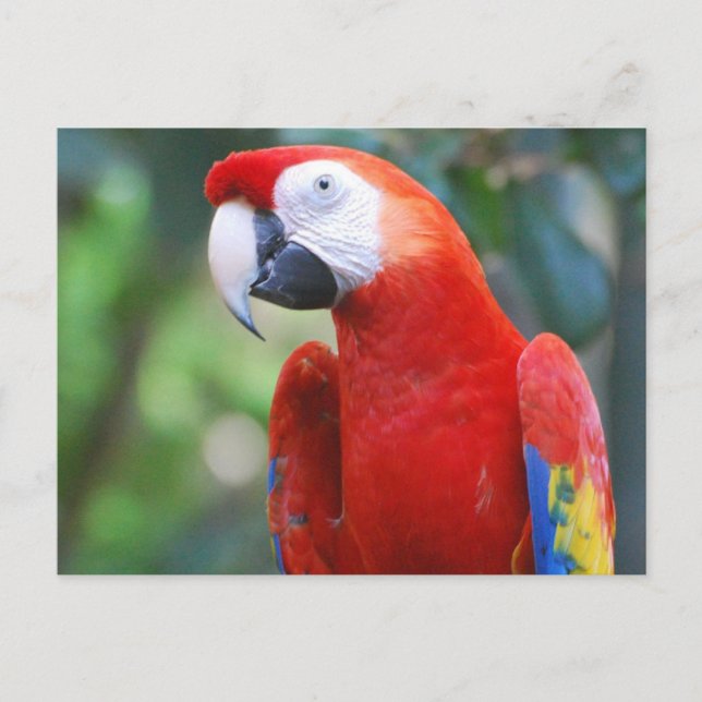Posing Parrot Postcard (Front)