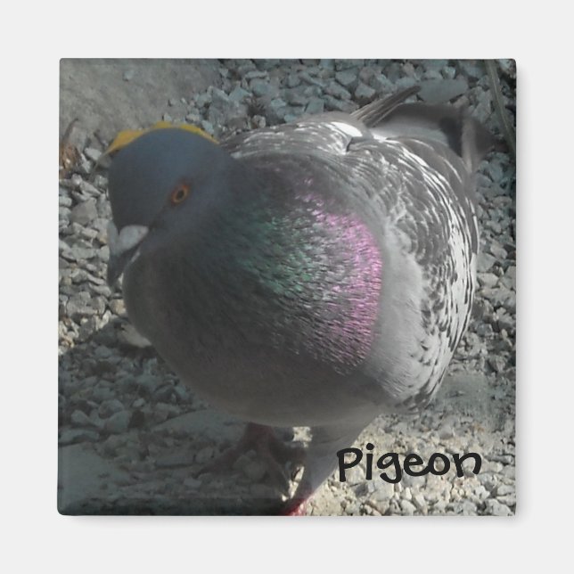 Posing Pigeon Magnet (Front)