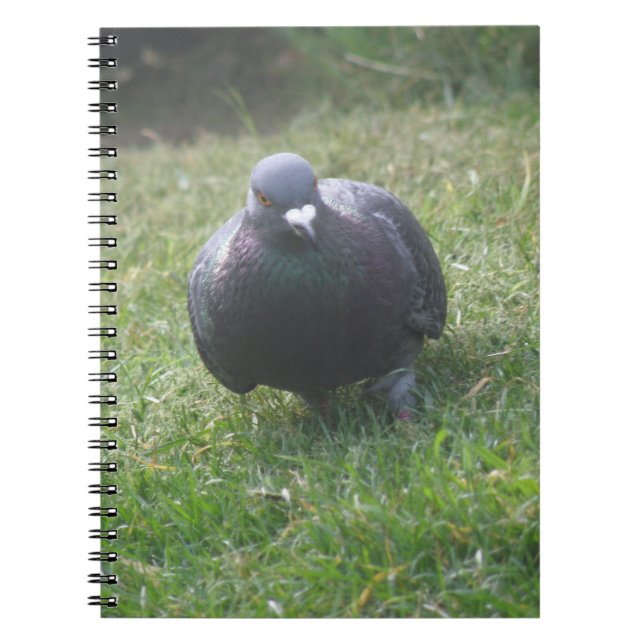Posing Pigeon Notebook (Front)